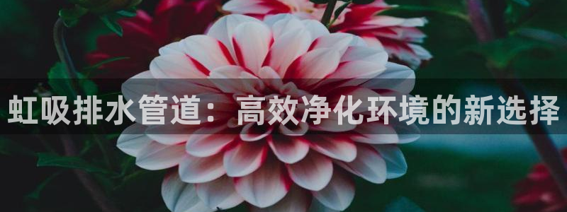 天辰娱乐小姐