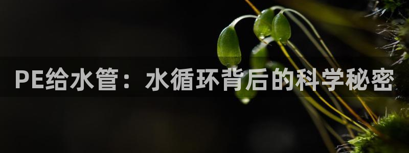 天辰娱乐海洋